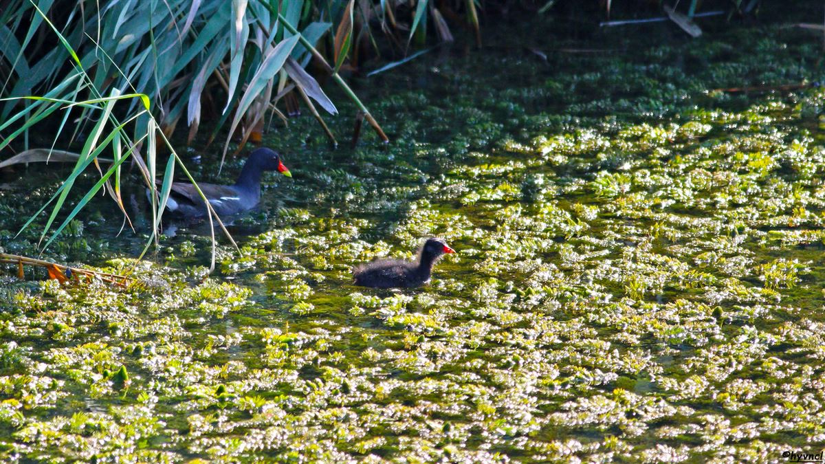 Common Moorhen