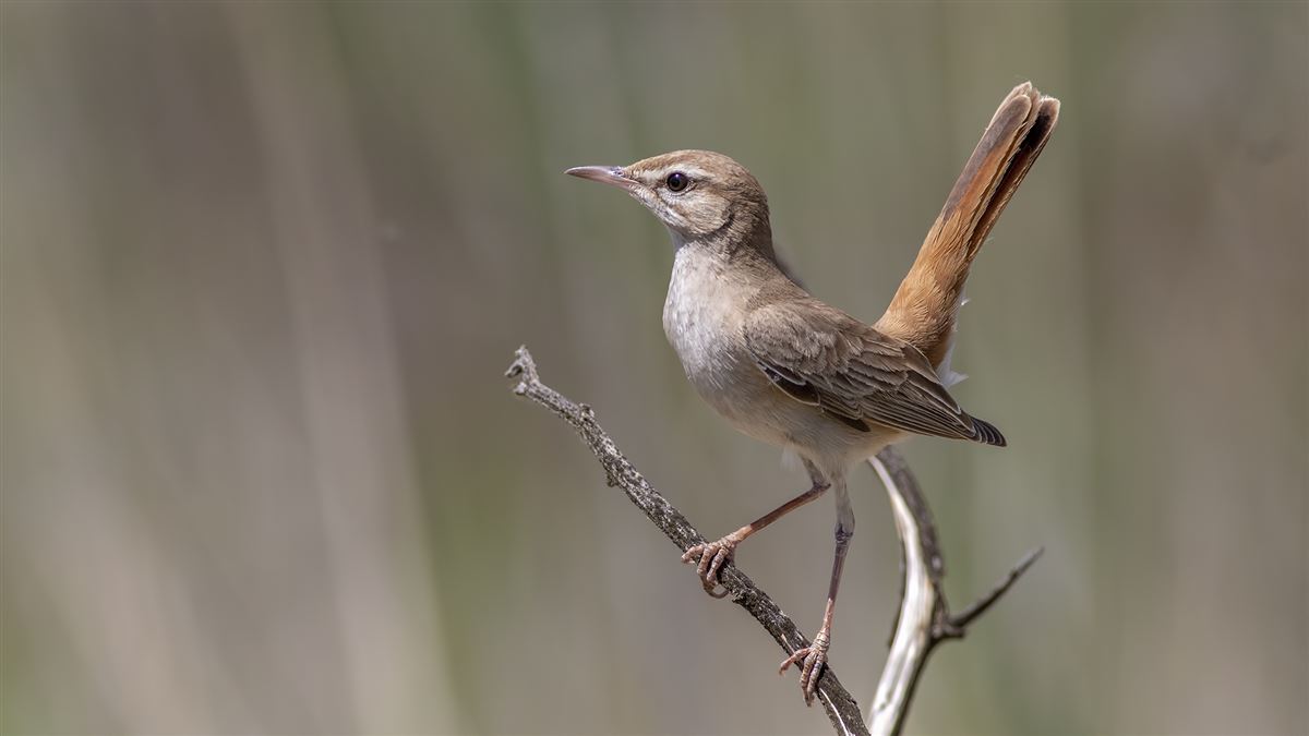 Rufous-tailed Scrub Robin