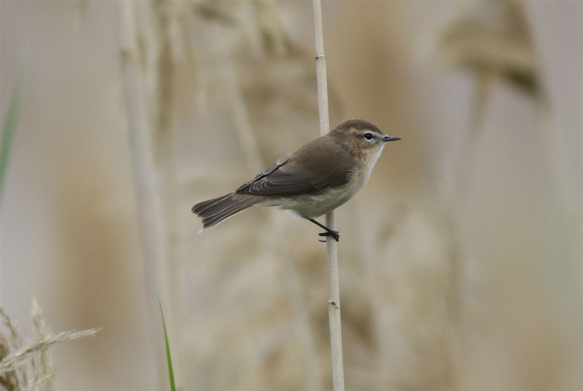 Mountain Chiffchaff