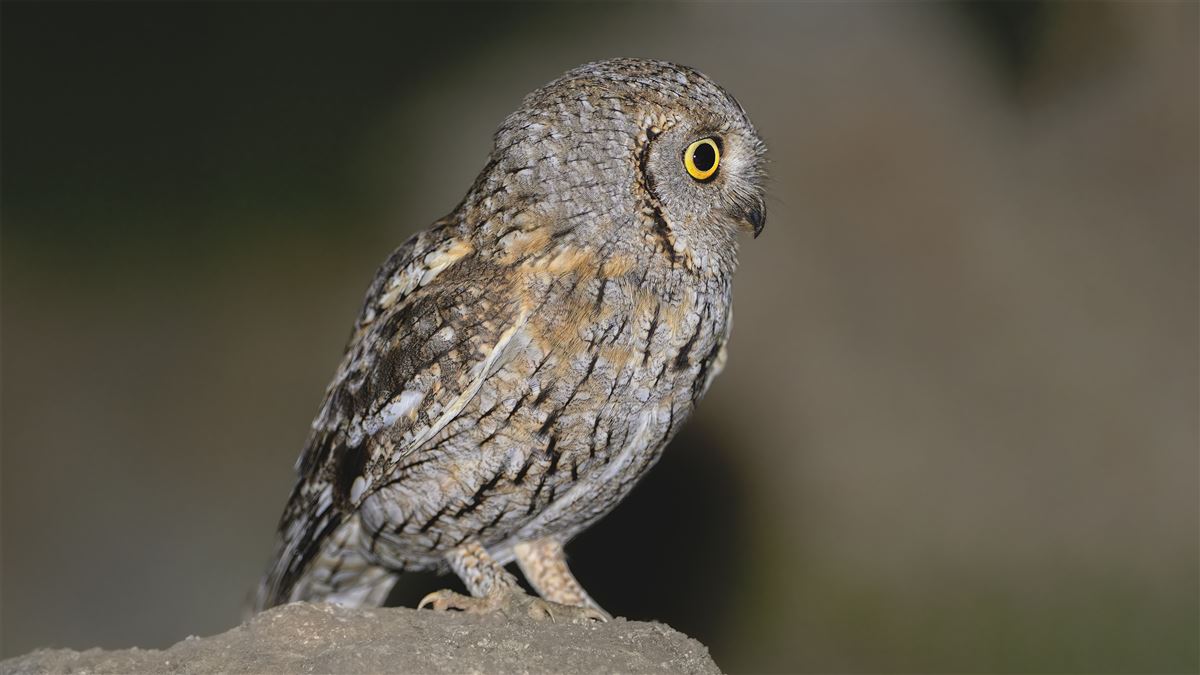 Eurasian Scops Owl