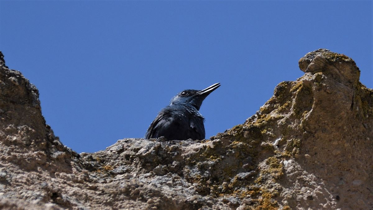 Blue Rock Thrush