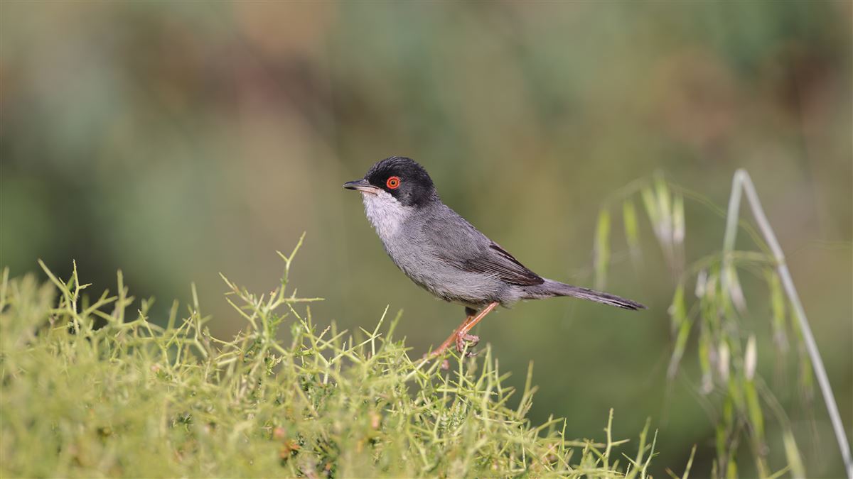 Sardinian Warbler