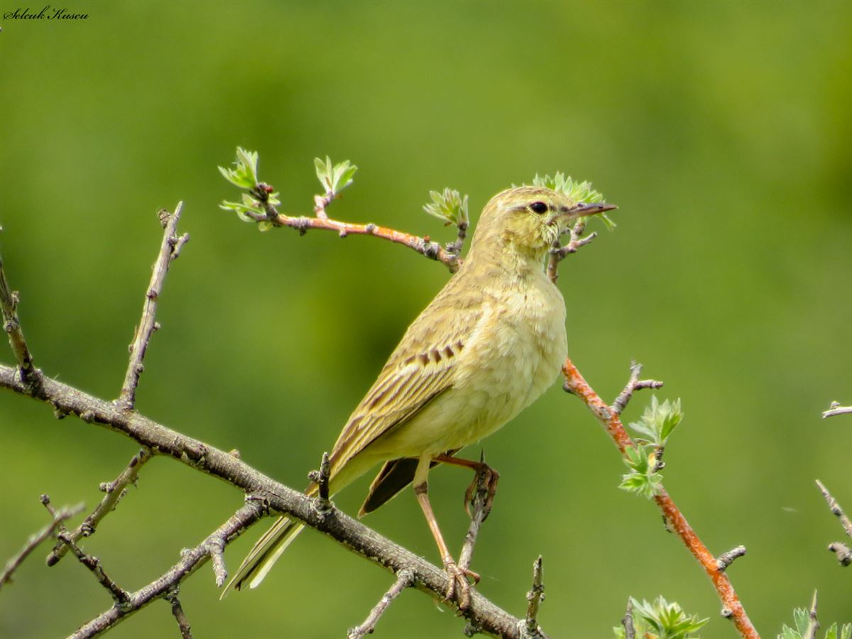Tawny Pipit