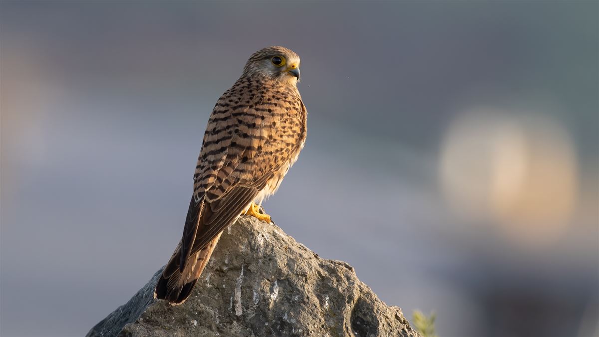 Common Kestrel