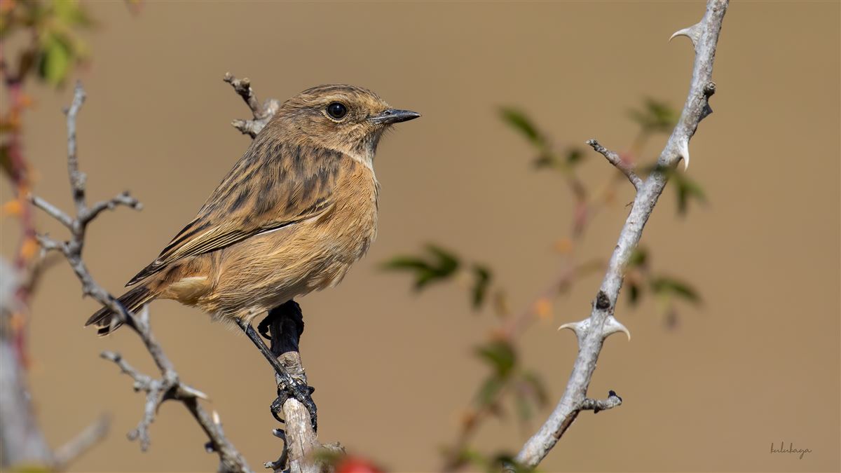 European Stonechat