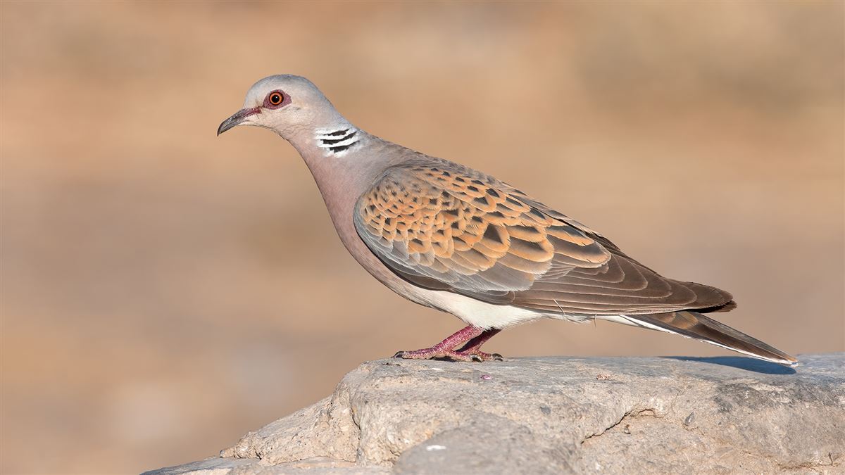 European Turtle Dove