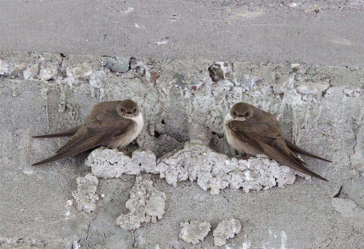 Eurasian Crag Martin