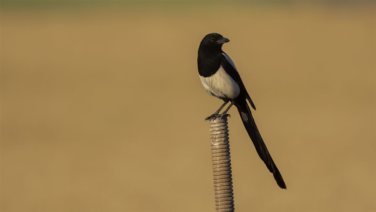 Eurasian Magpie