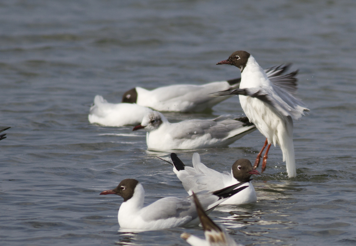 Black-headed Gull