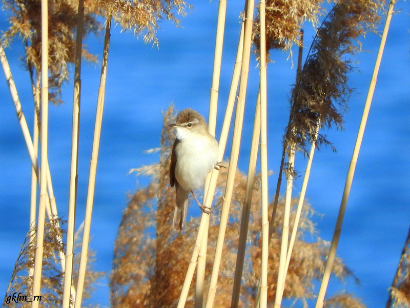 Paddyfield Warbler