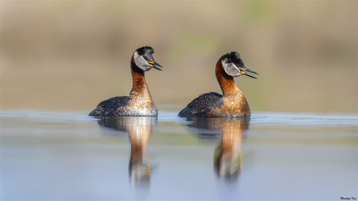 Red-necked Grebe