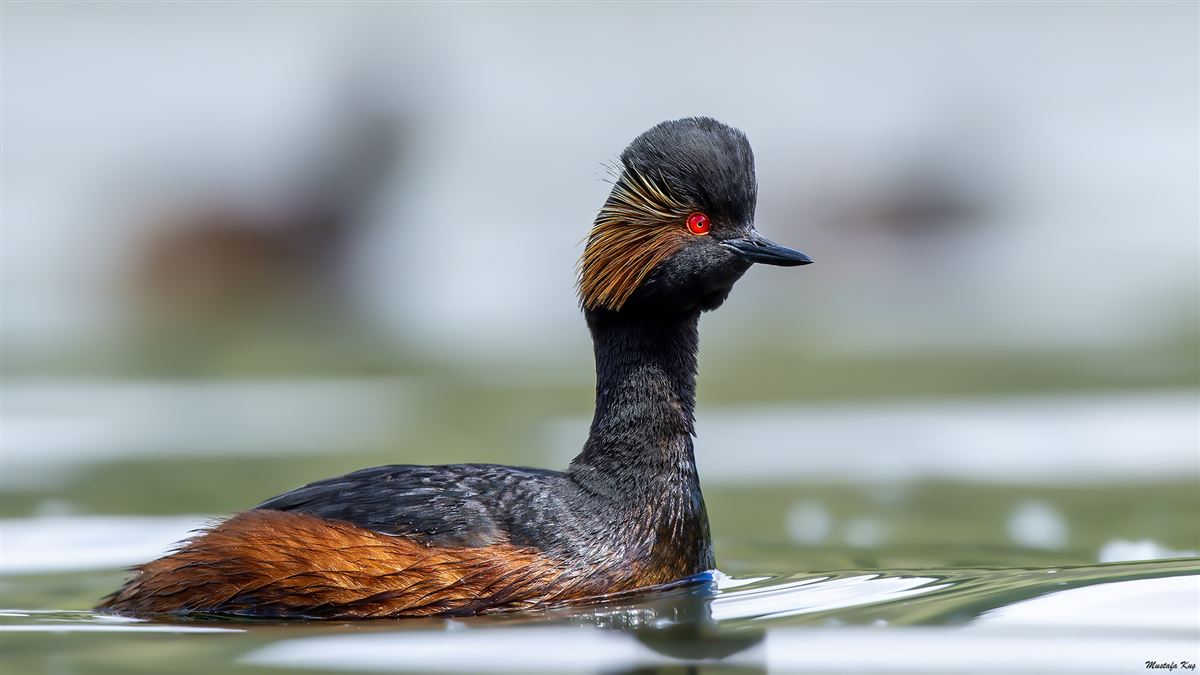 Black-necked Grebe