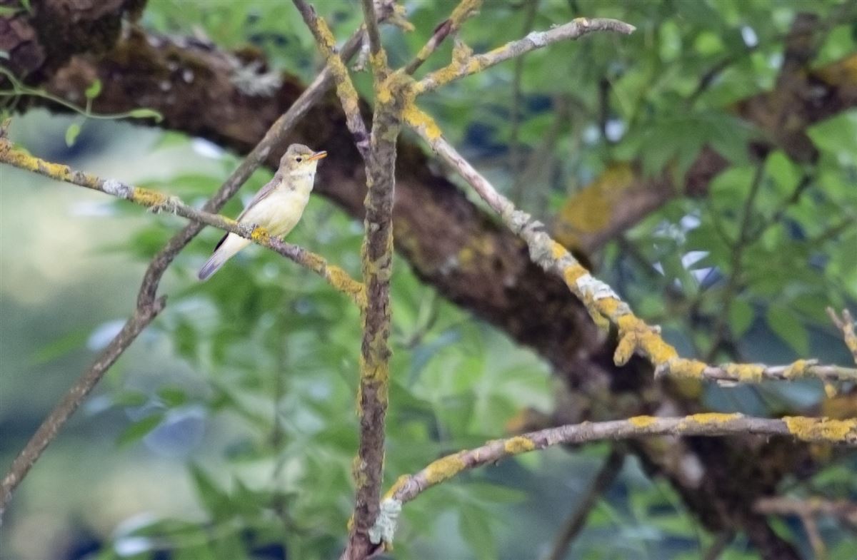 Icterine Warbler