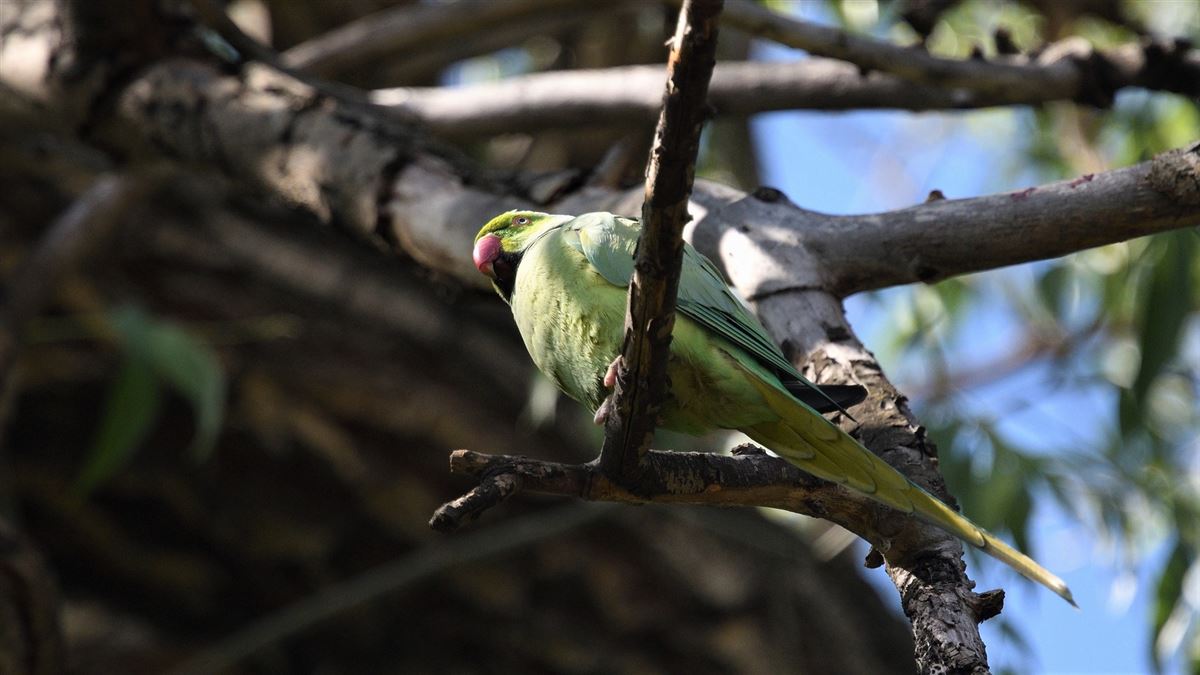 Rose-ringed Parakeet