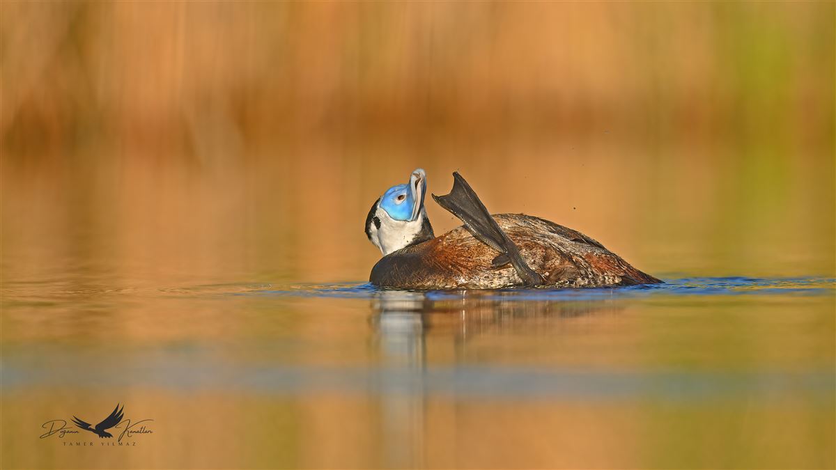 White-headed Duck