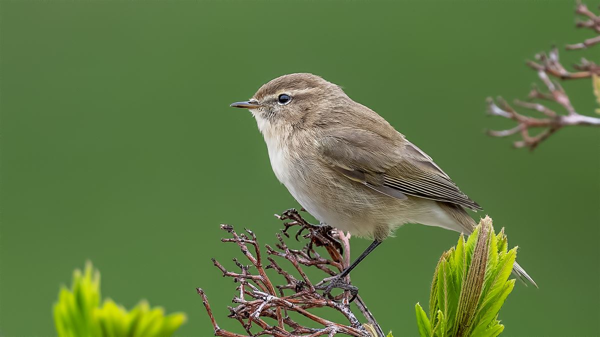 Mountain Chiffchaff
