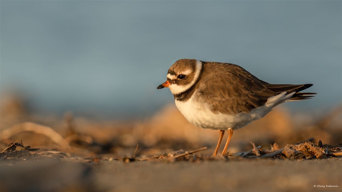 Common Ringed Plover