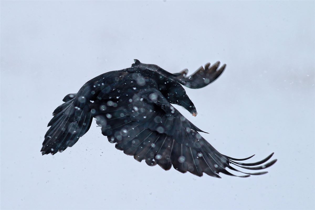 Northern Raven