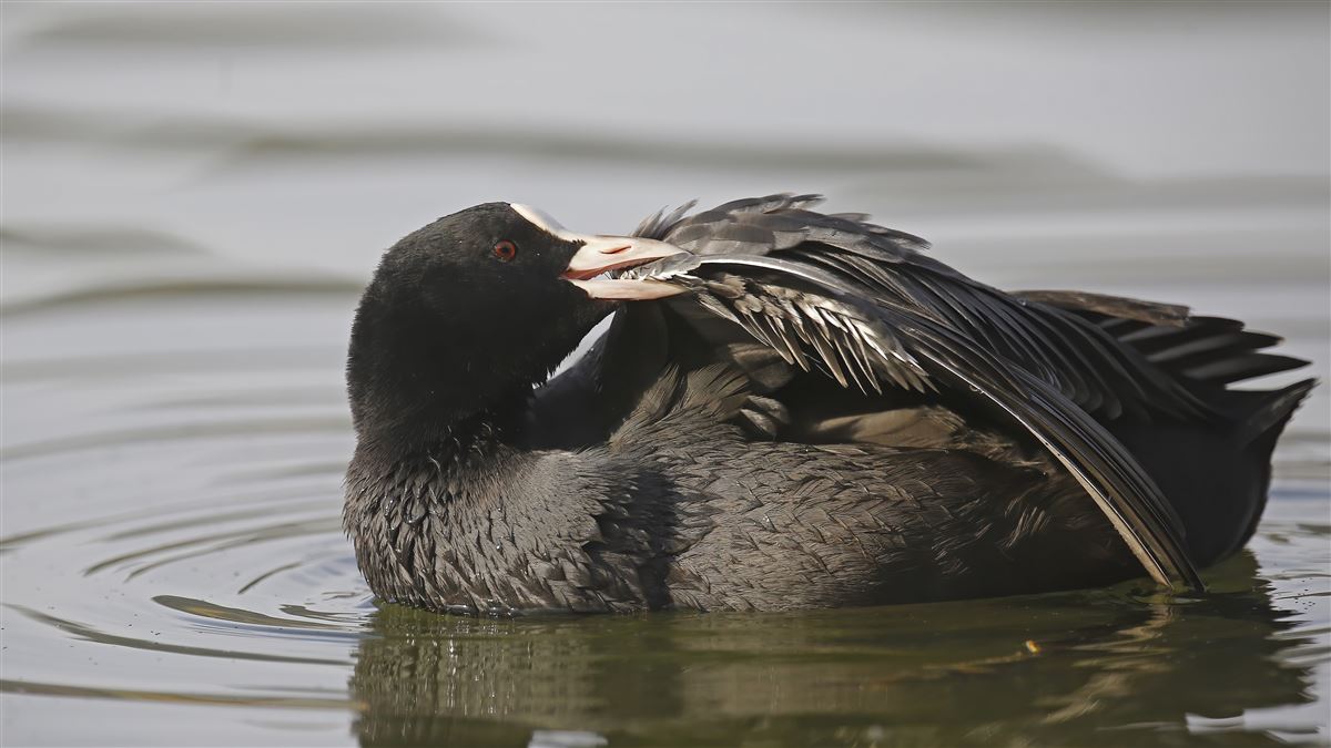 Eurasian Coot