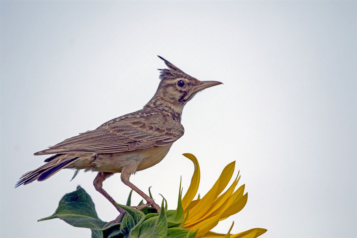 Crested Lark
