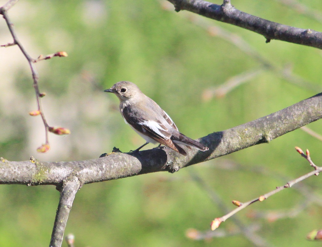 Collared Flycatcher