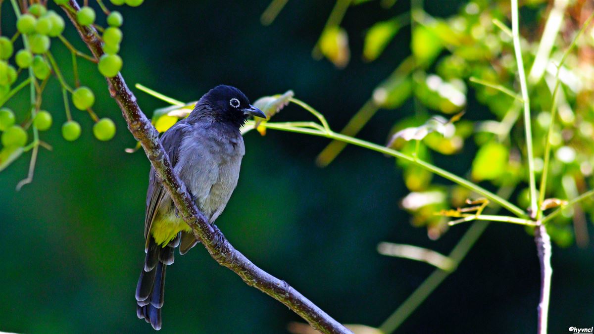 White-spectacled Bulbul