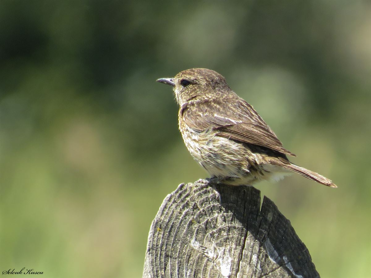 European Stonechat