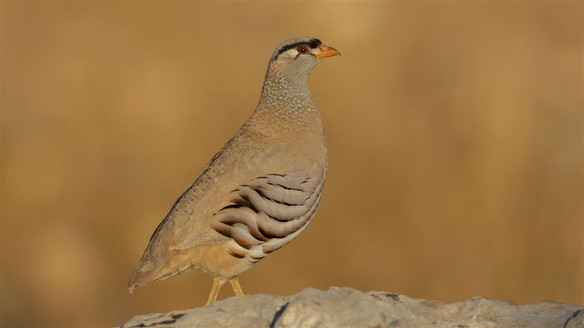 See-see Partridge