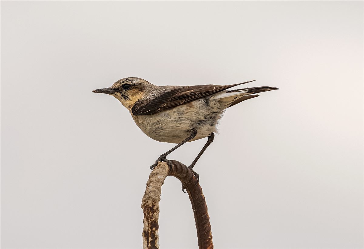 Northern Wheatear