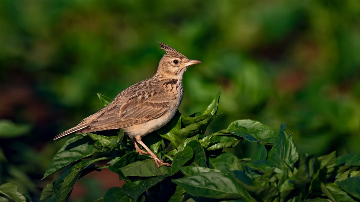 Crested Lark