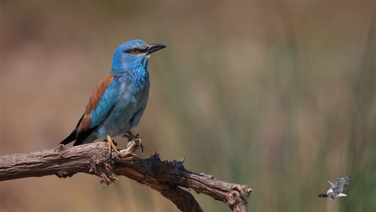 European Roller