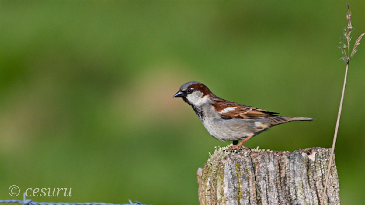 House Sparrow
