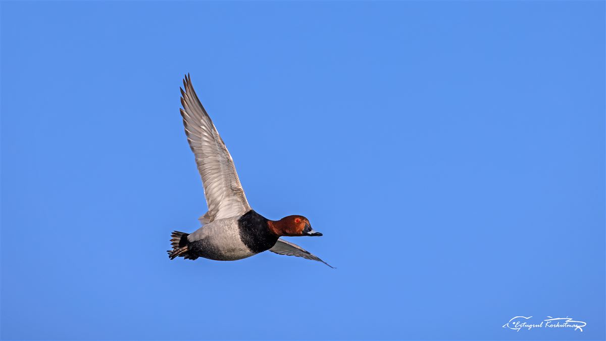 Common Pochard