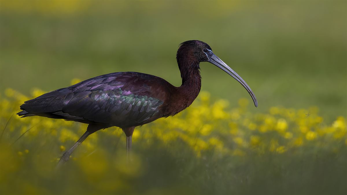 Glossy Ibis