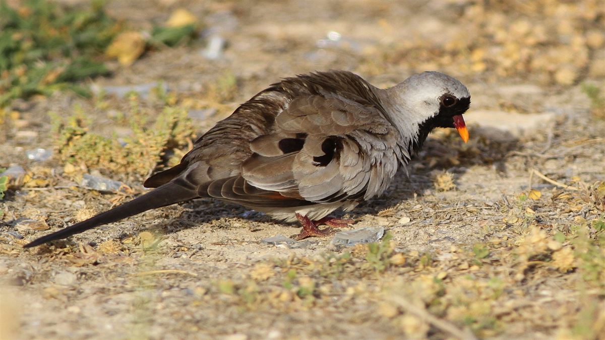 Namaqua Dove