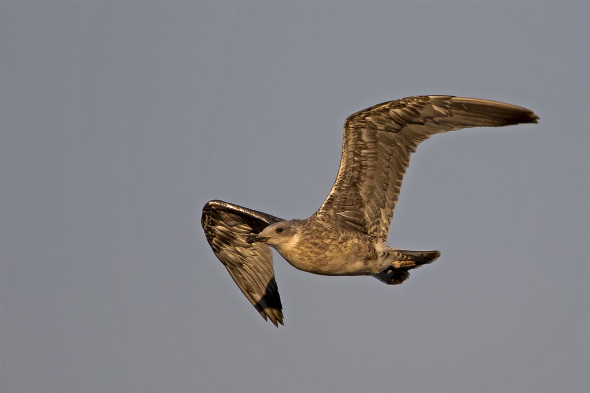 Great Black-backed Gull