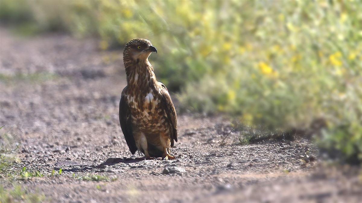 European Honey Buzzard