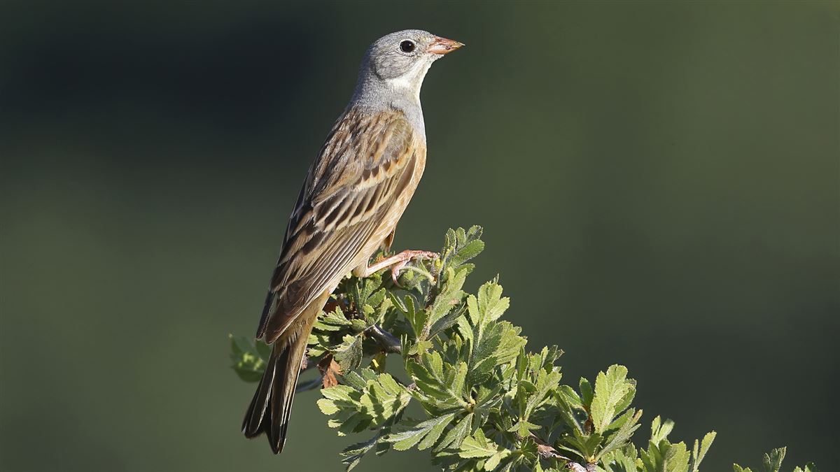 Ortolan Bunting