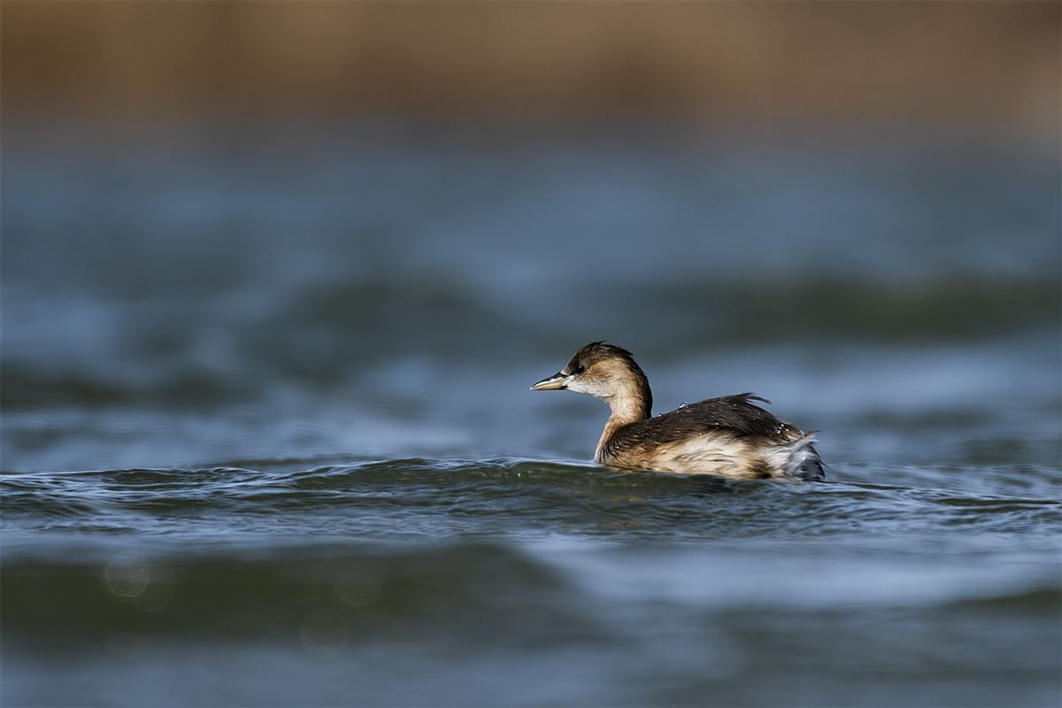 Little Grebe