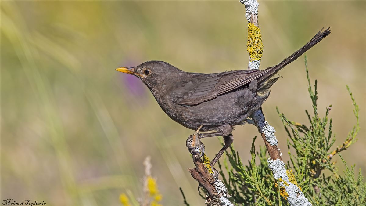 Common Blackbird