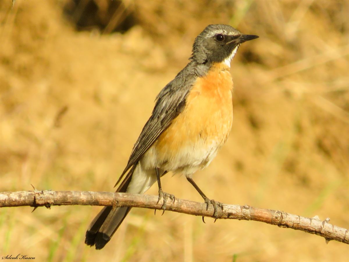 White-throated Robin