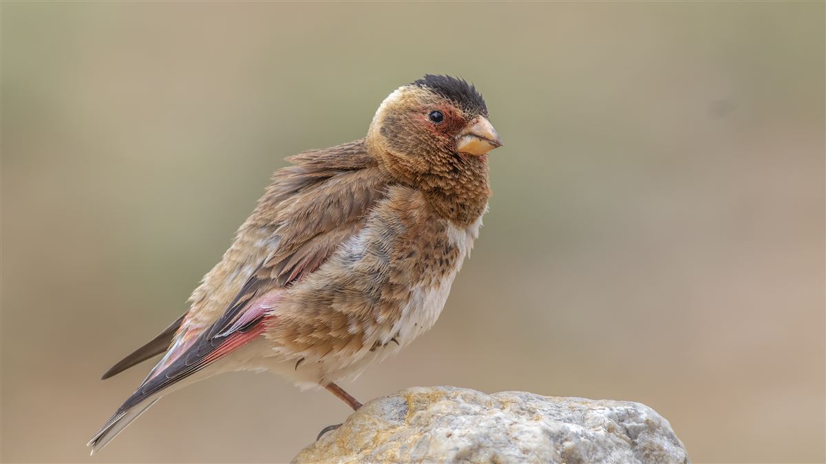 Crimson-winged Finch