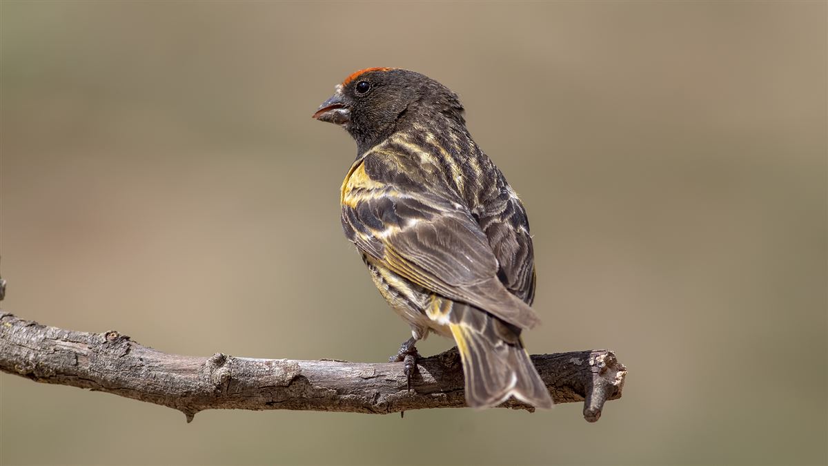 Red-fronted Serin