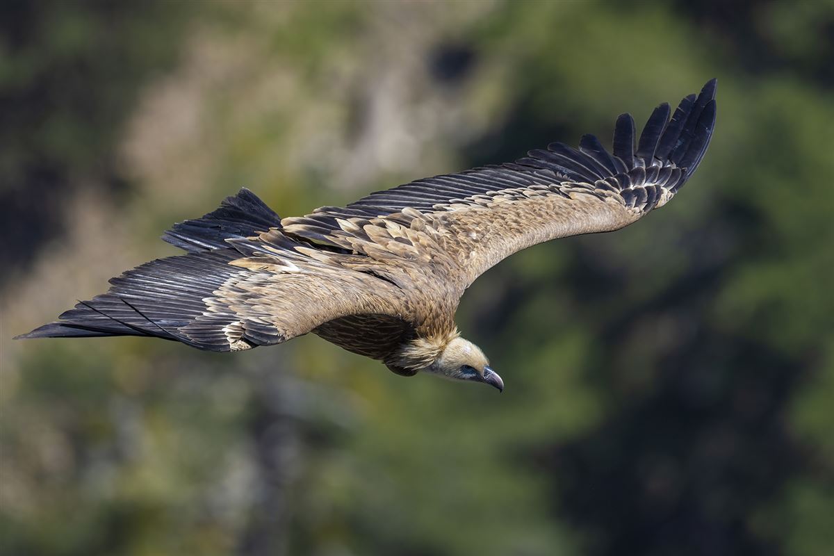 Griffon Vulture
