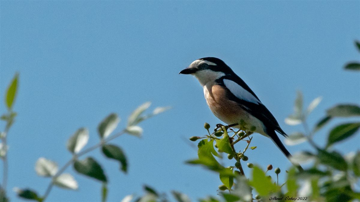 Masked Shrike