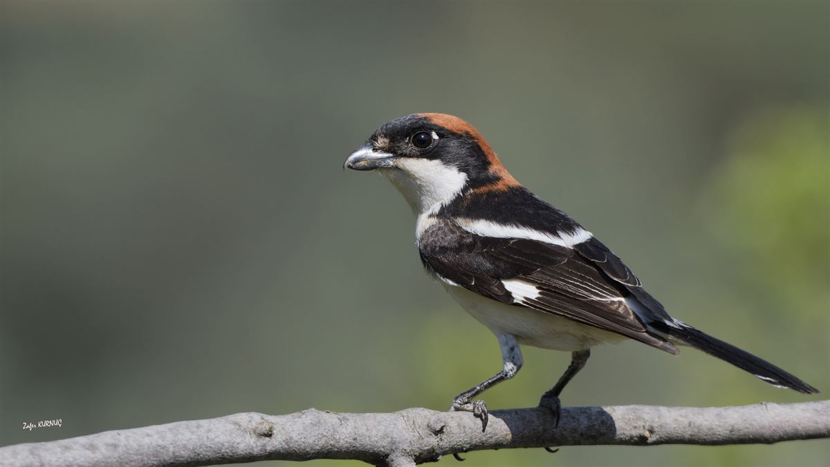 Woodchat Shrike