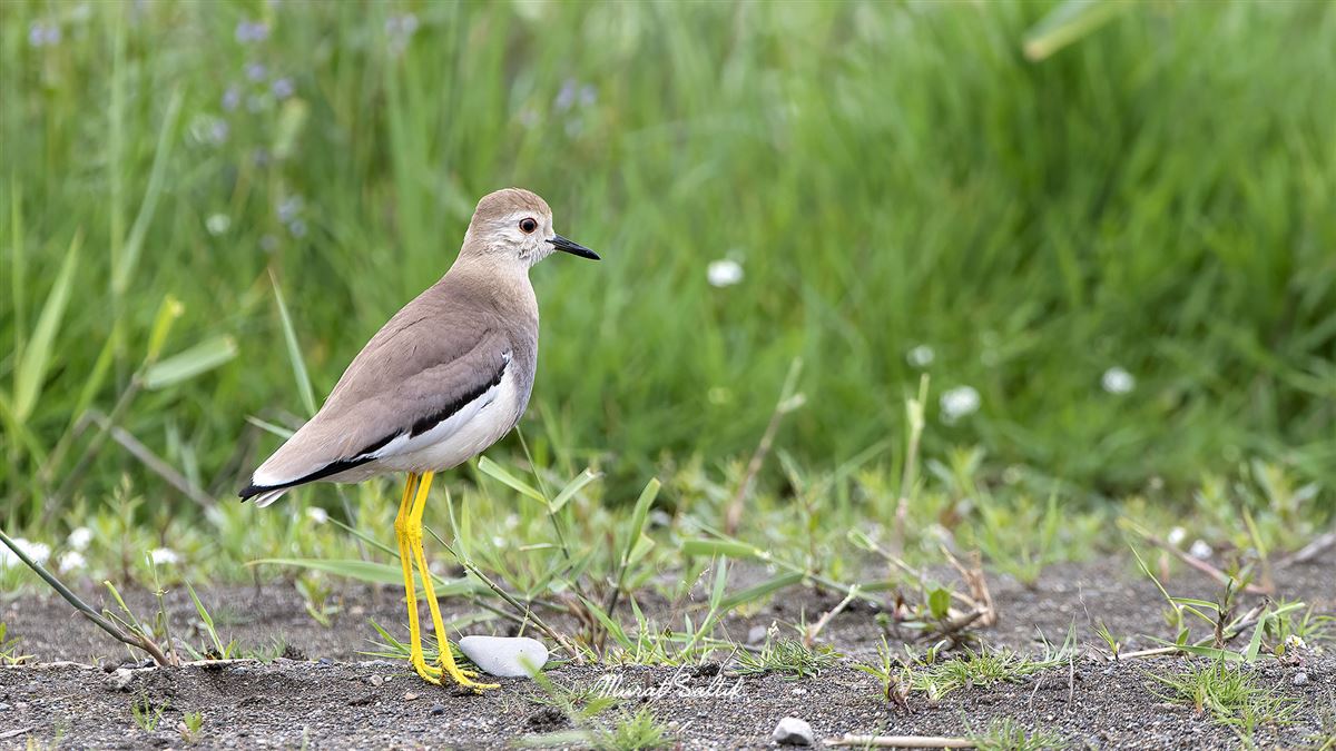 White-tailed Lapwing