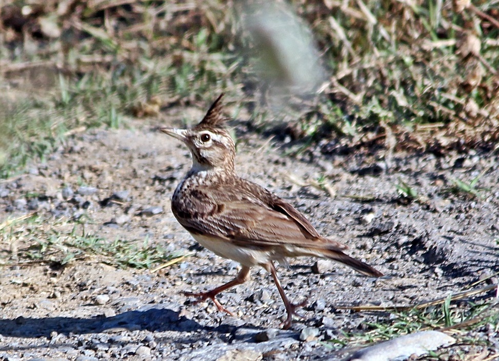Crested Lark
