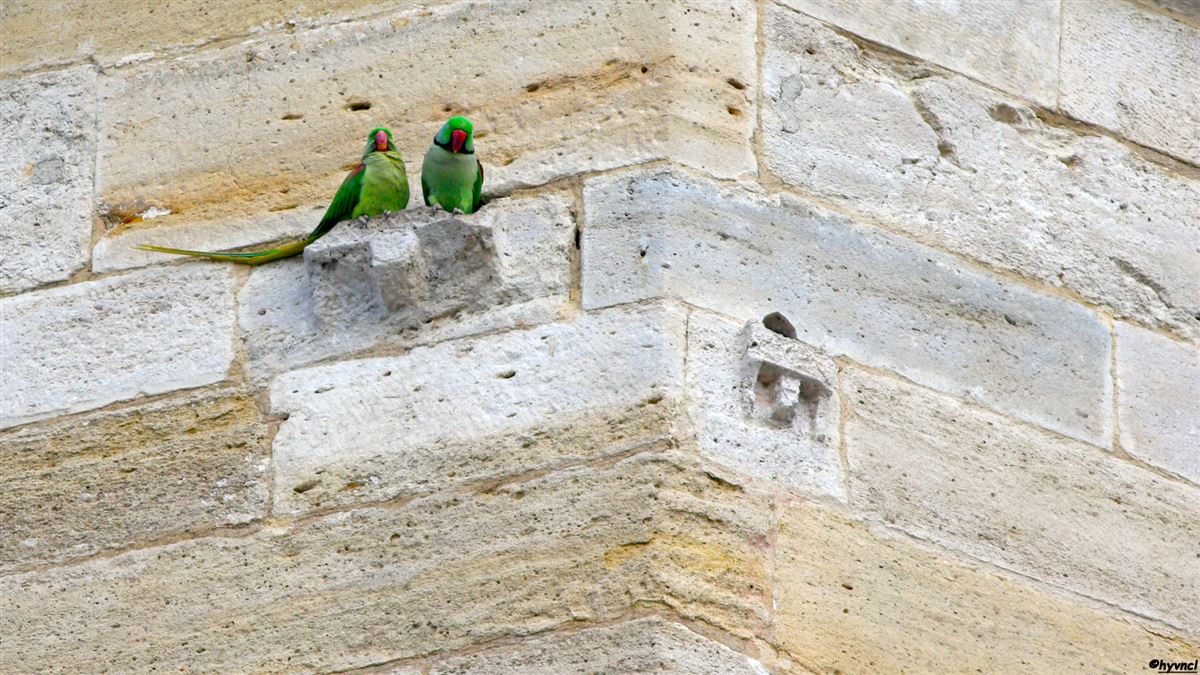 Alexandrine Parakeet