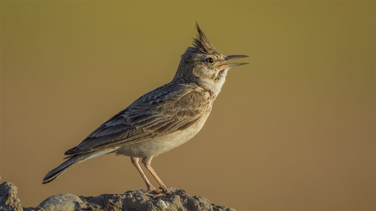 Crested Lark
